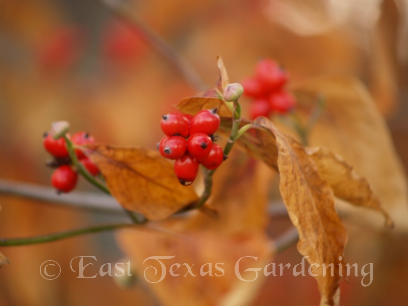 dogwood fruit